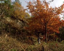 杜鹃花飞HD中字